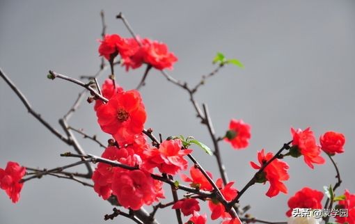 一月到十二月开什么花的诗,关于12个月份花的诗