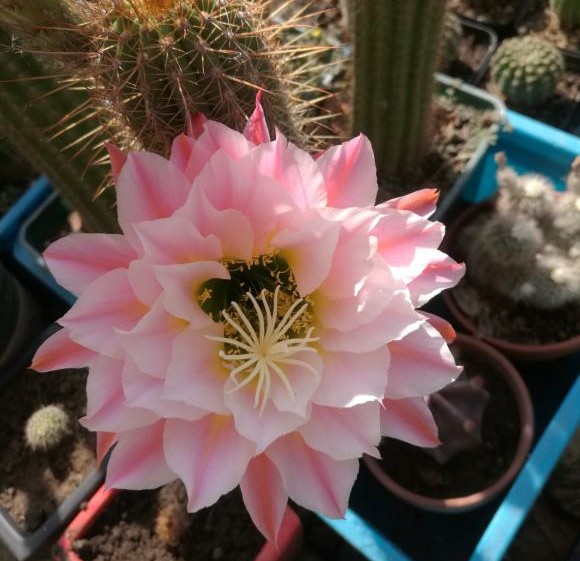 148个仙人球品种大全,100个仙人球品种