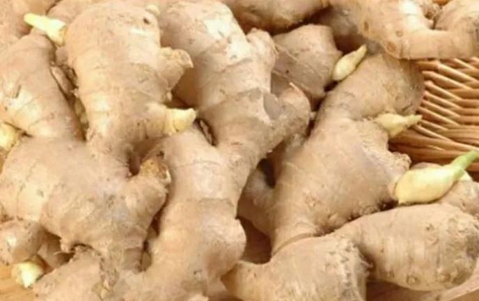 盆栽长出小姜芽需要大水吗,姜芽种在花盆里