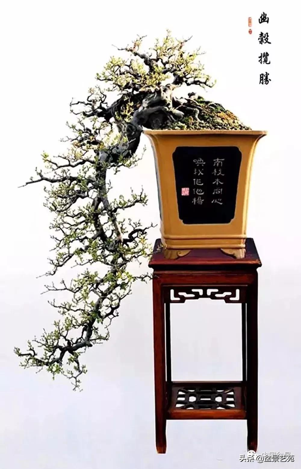 雀梅盆景艺术鉴赏图片,红芽雀梅盆景冬天怎么养护