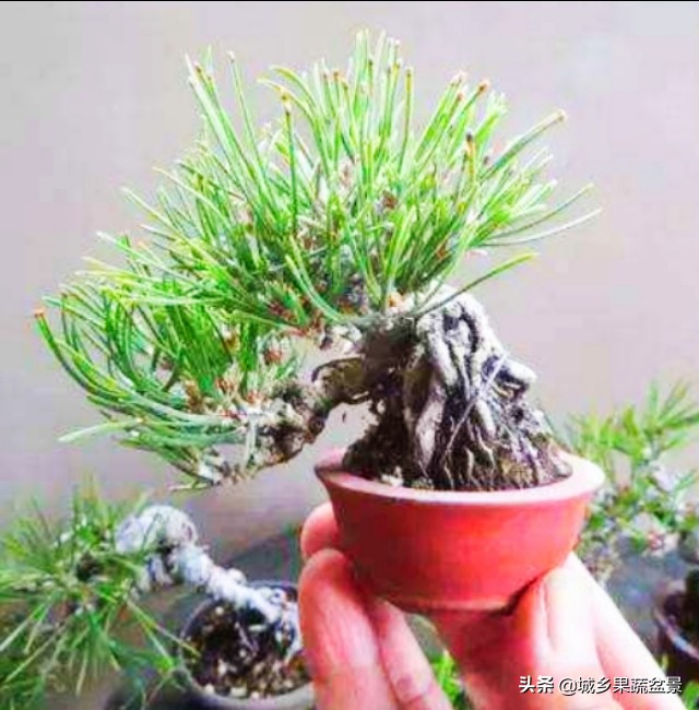 小黑松盆景的造型,黑松盆景各种造型名称及图片