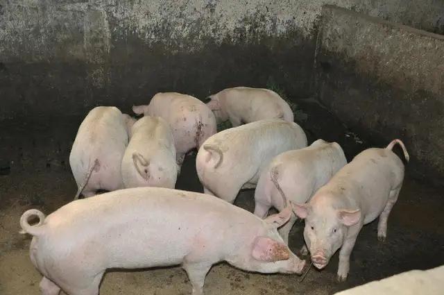 应激是什么？为什么现在猪场的猪这么怕应激？