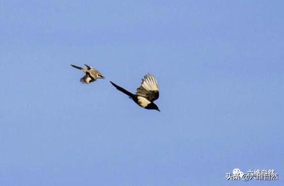 喜鹊和伯劳鸟大战,喜鹊在关键时还是出手相救