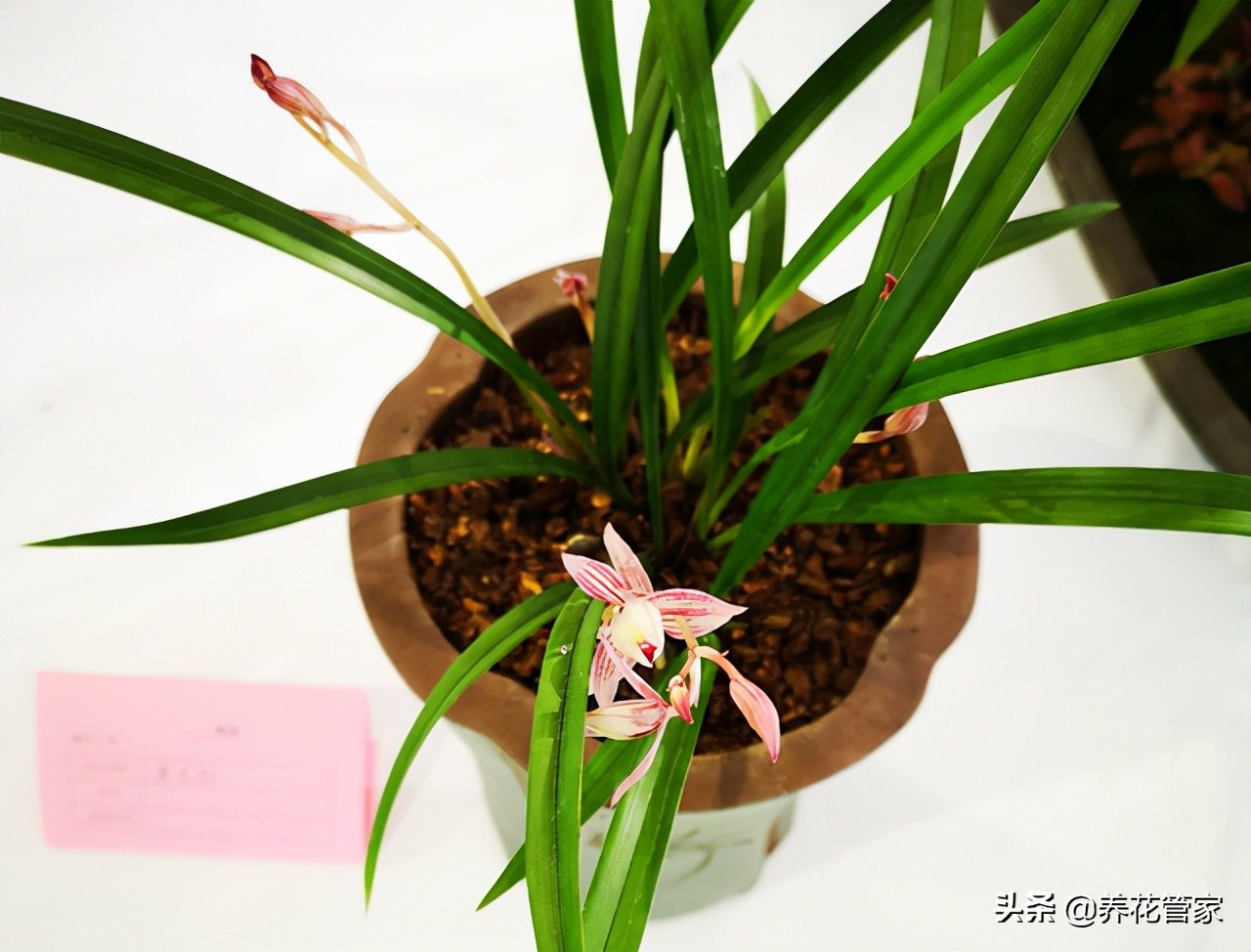 兰花文心兰粉色的开花有香味吗,兰花开花怎么没有香味