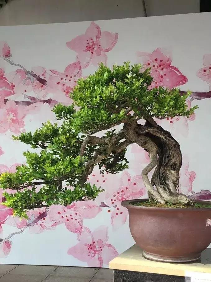 最值得收藏的六种盆景树种是哪些,西北盆景树种100种