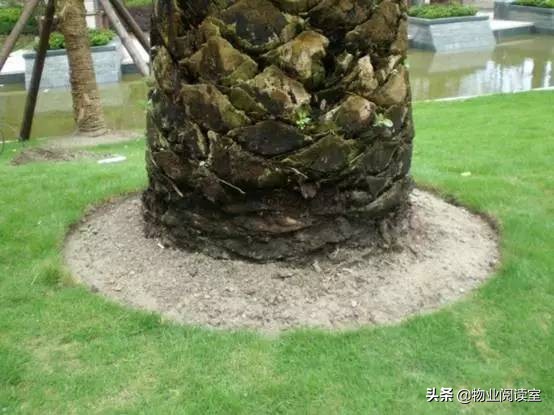 小区绿化养护一般做哪些工作,小区绿化养护需要什么资质