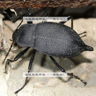 知了虫壳,知了幼虫壳的功效