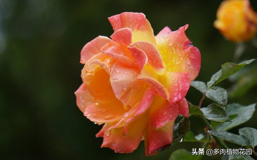 月季花霜霉病治疗方法,预防月季花霜霉病使用什么药