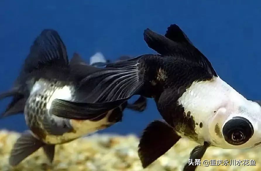 十大最好看的观赏鱼,观赏鱼100种形态