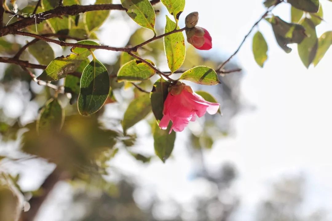 极边之城腾冲,来这里必做的八件事,否则白来了