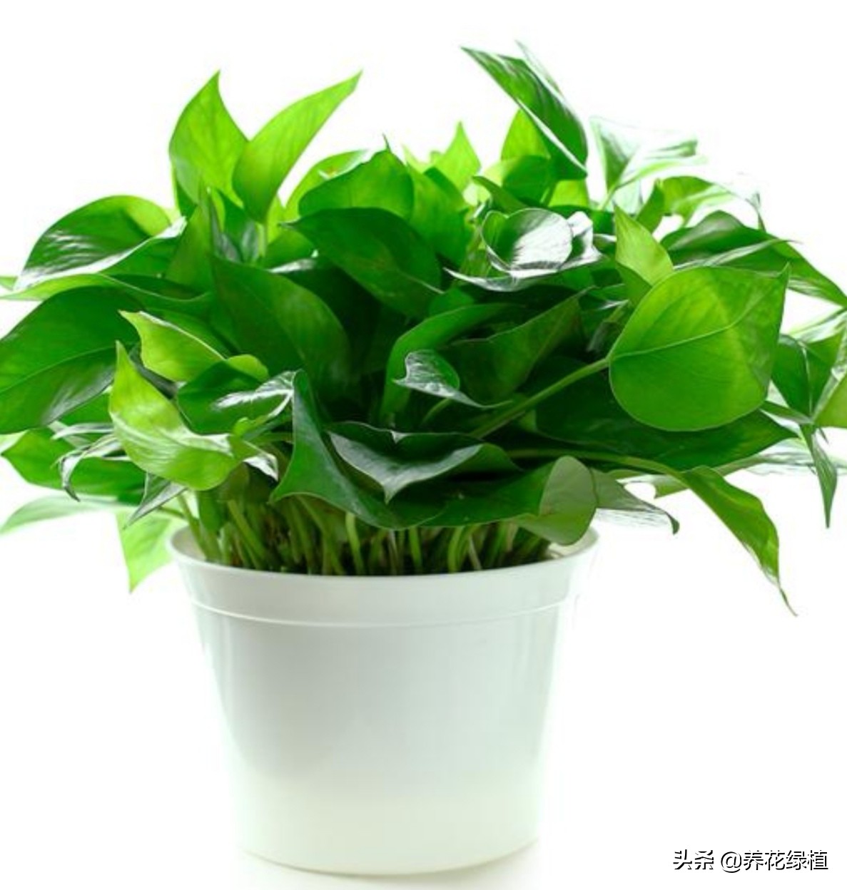 绿萝土培怎么养才能更旺盛一些,土培绿萝怎么养才能不黄叶茂盛