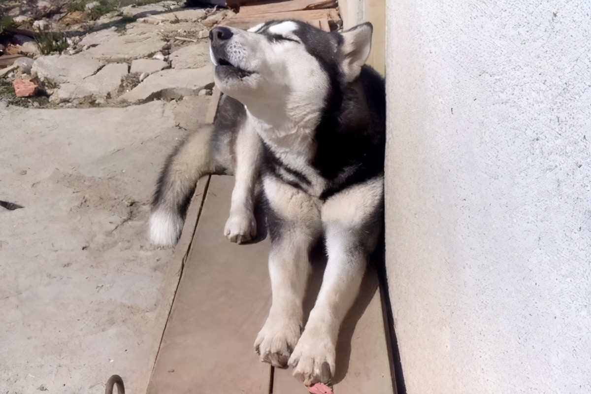 心眼坏的狗狗往往都有这7个特征,盘点那些聪明又温顺又好相处的狗