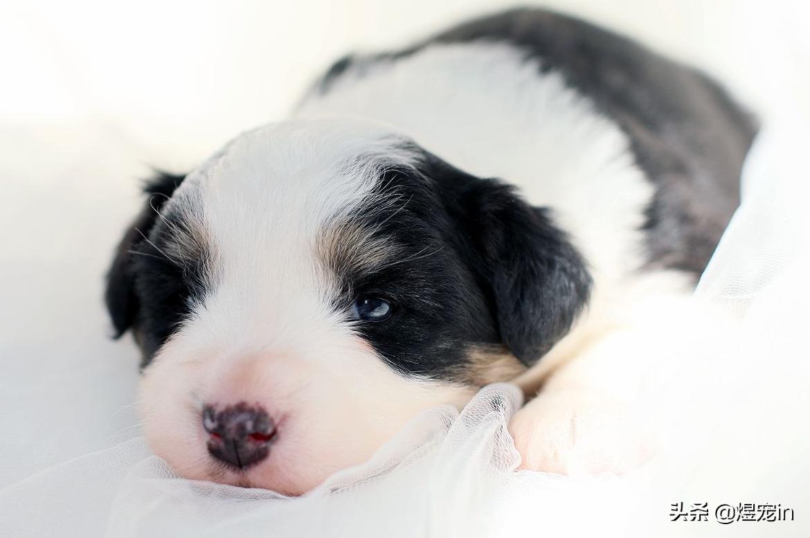 边牧总把粪便放盆里,边牧的排泄物里面有粘液