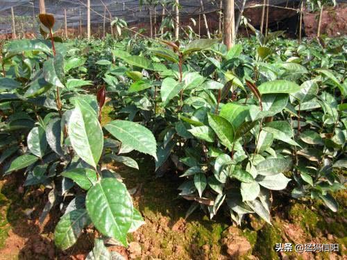 茶油120块钱一斤，油茶树市场前景广阔？