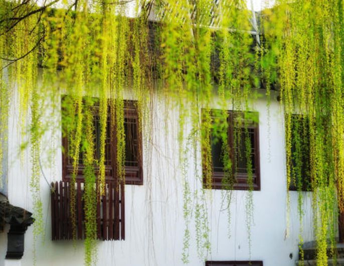 诗词春韵经典诵读,诗词春望古诗