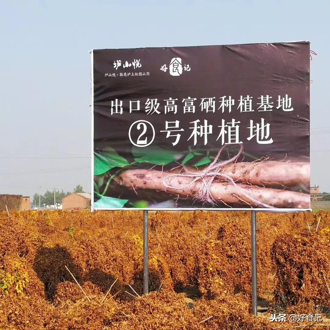 铁棍山药与普通山药哪种好吃,铁棍山药和小白嘴山药味道的区别