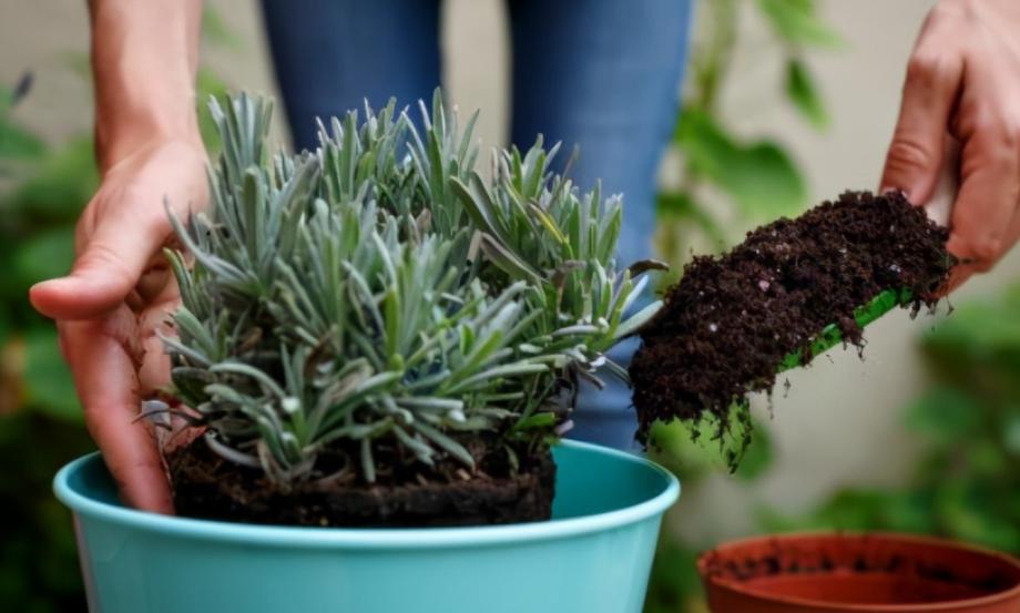 盆栽土太硬挖不动怎么办,盆栽花土板结怎么处理