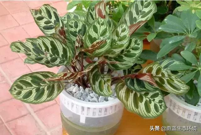 除甲醛的绿植有哪些比较好养,除甲醛的绿植推荐