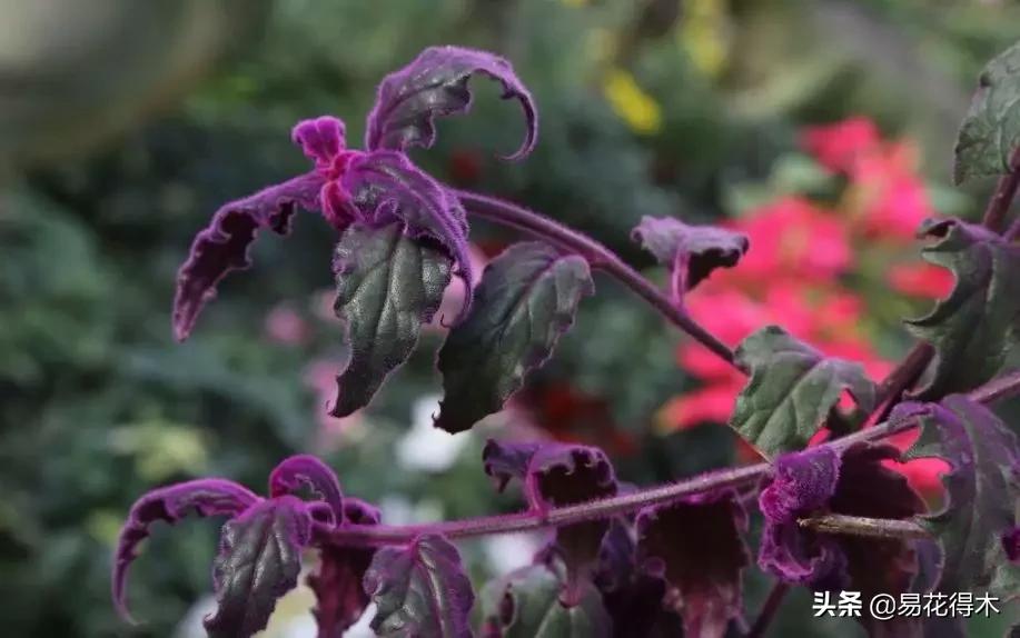 紫背天鹅绒盆栽怎么繁殖,绒叶竹芋怎么养