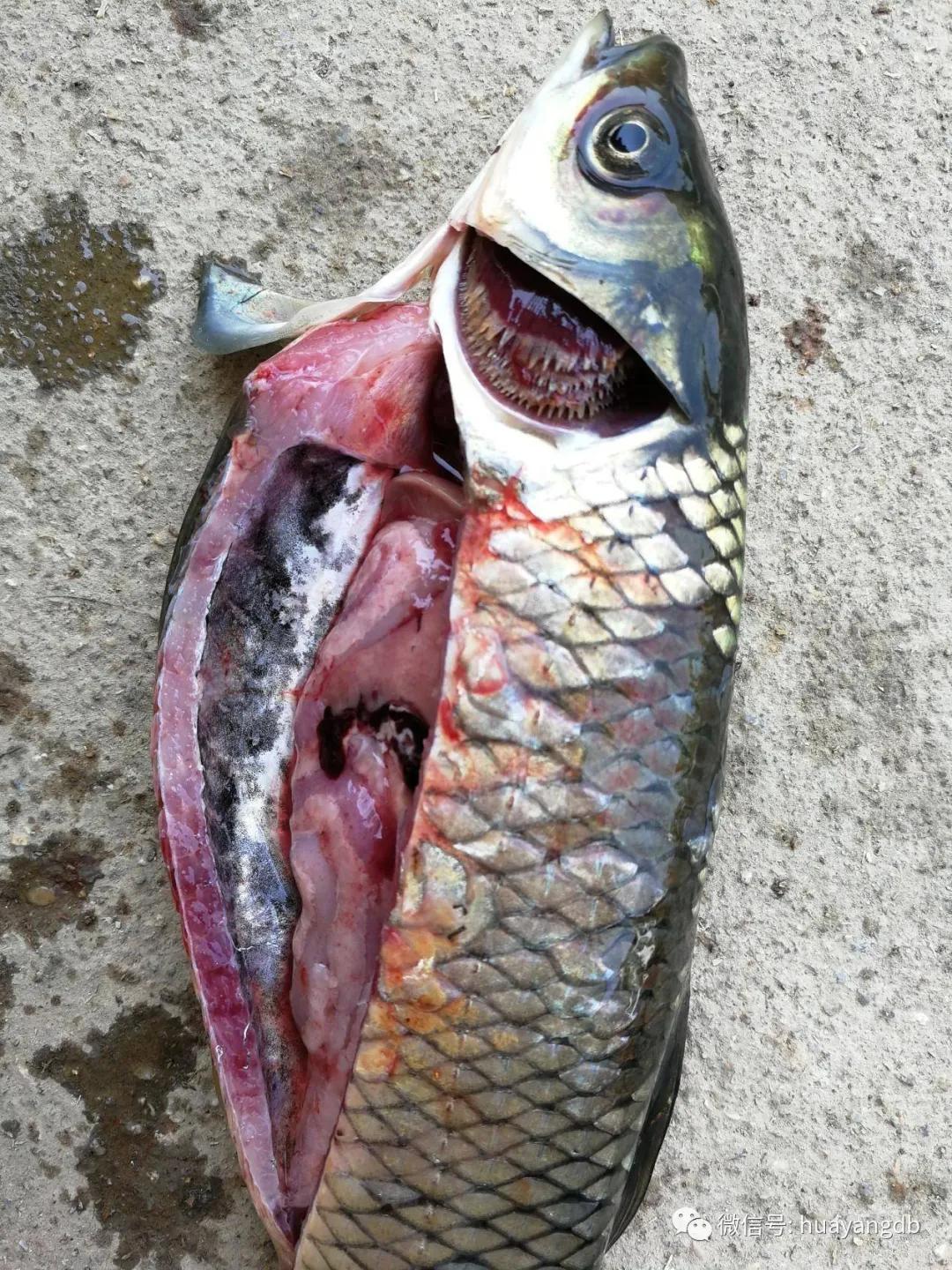 出血不正常什么情况,出血症草鱼