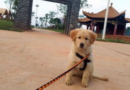 关于遛狗要拴绳,遛狗可以带点什么