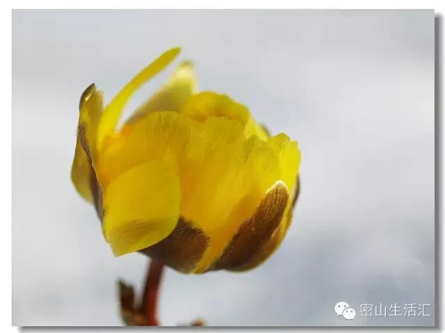 东北的冰凌花视频,东北的冰凌花有什么功效