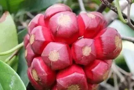 水果界新晋“网红”大盘点，2019年水果圈不为人知的赚钱新商机