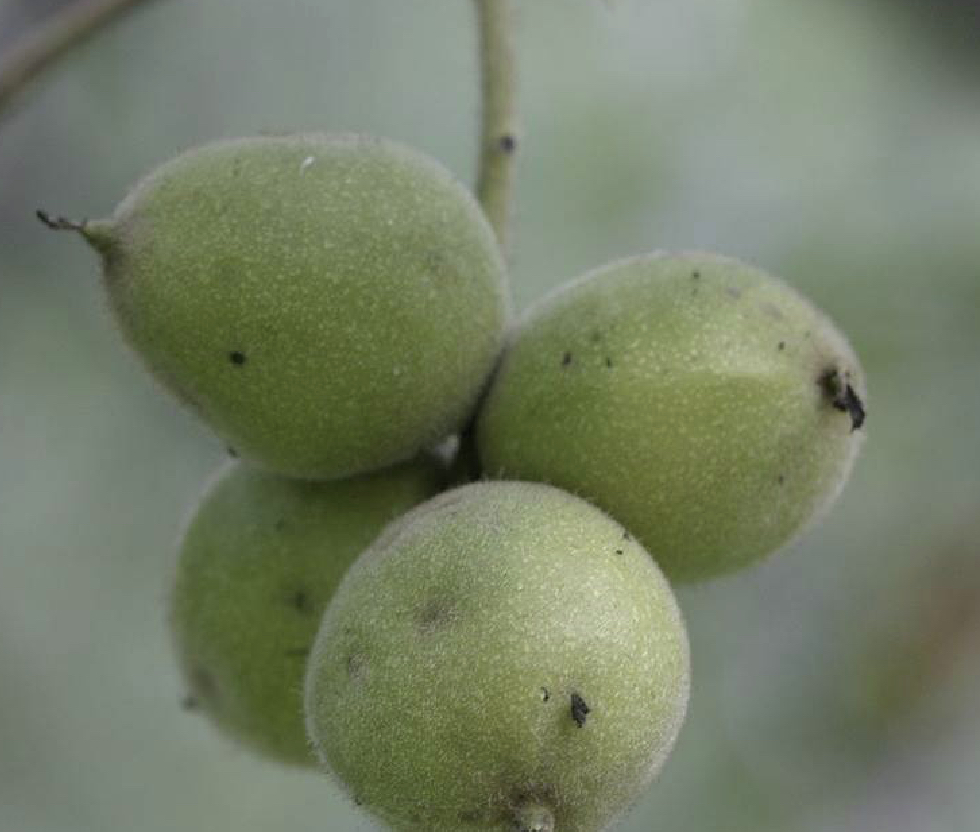 中药材核桃仁,野生核桃楸子