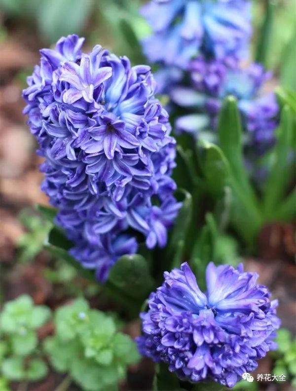 风信子开完花剪掉还会开吗,风信子开完花还可以活吗