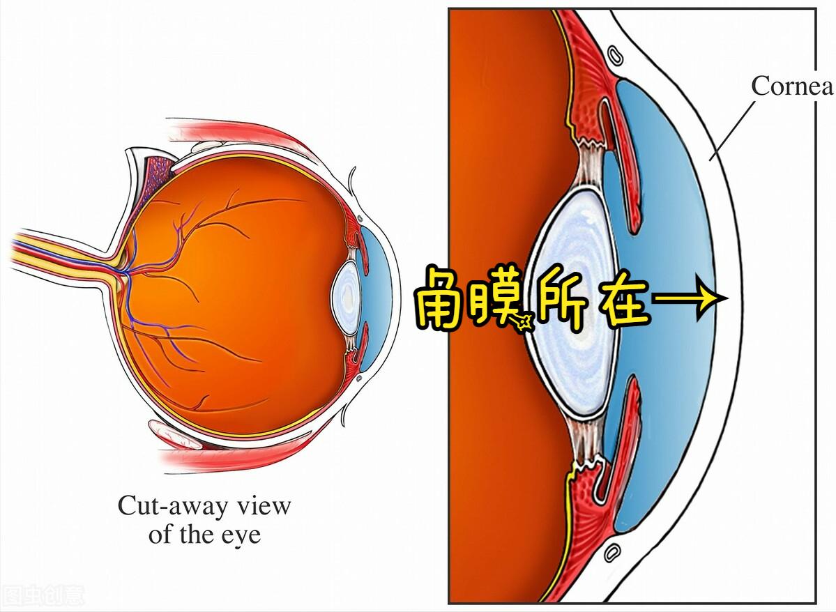 角膜炎属于眼底病吗,眼睛角膜炎是由什么引起的