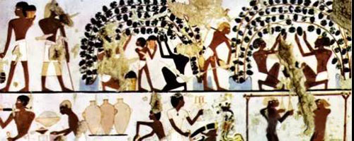 欧丽薇特级初榨橄榄油,佰多力特级初榨橄榄油