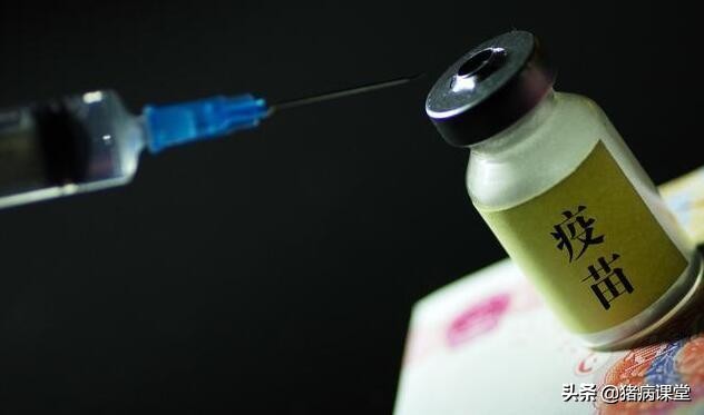 猪急性肠胃炎和猪瘟的鉴别诊断,猪高热混合感染和猪瘟怎么区分