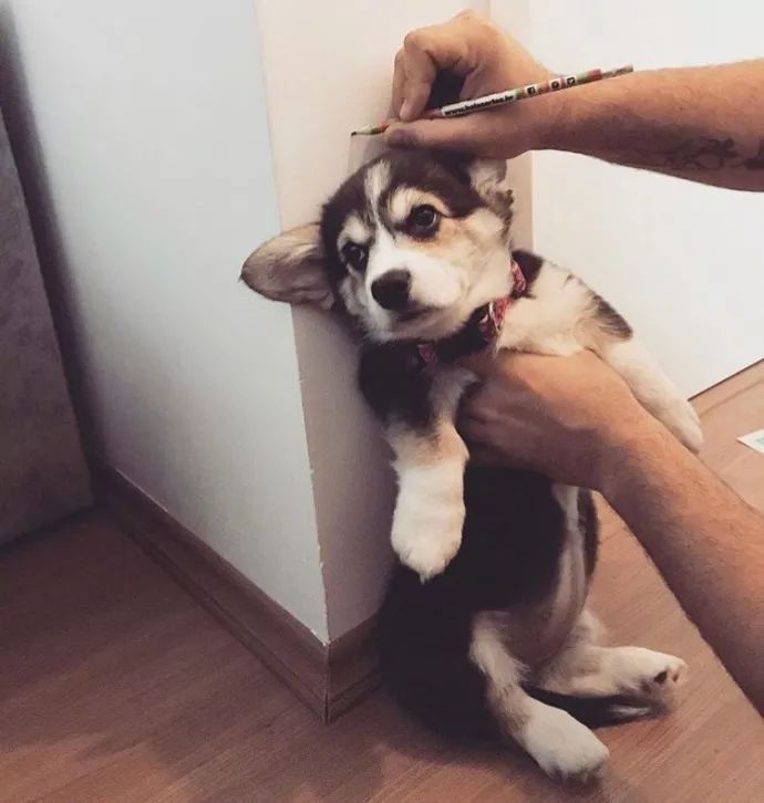 三个月柯基多久认主,柯基三个月一天排几次便正常