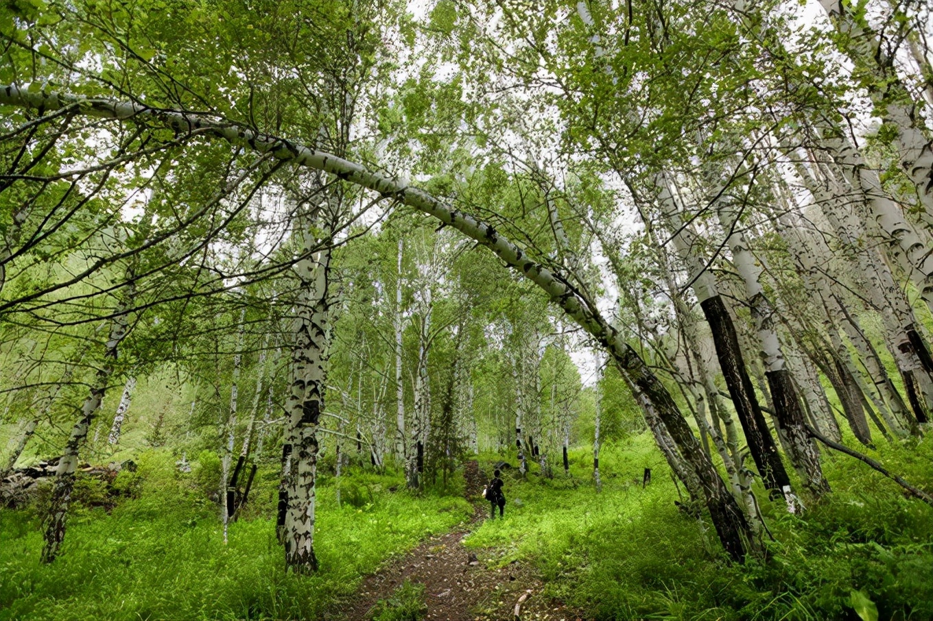 北疆四季,北疆的四季美景