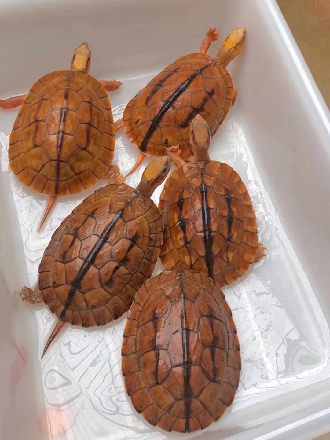 金钱龟的寓意象征,象征着吉祥与长寿的金钱龟