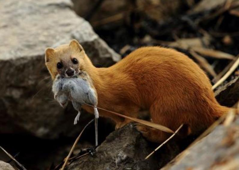 黄鼠狼为什么不能杀科学证实,黄鼠狼不能杀的真实原因