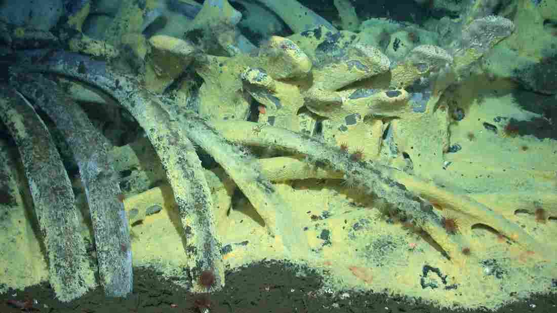 我国南海首次发现鲸落视频完整版,中国首次发现鲸落