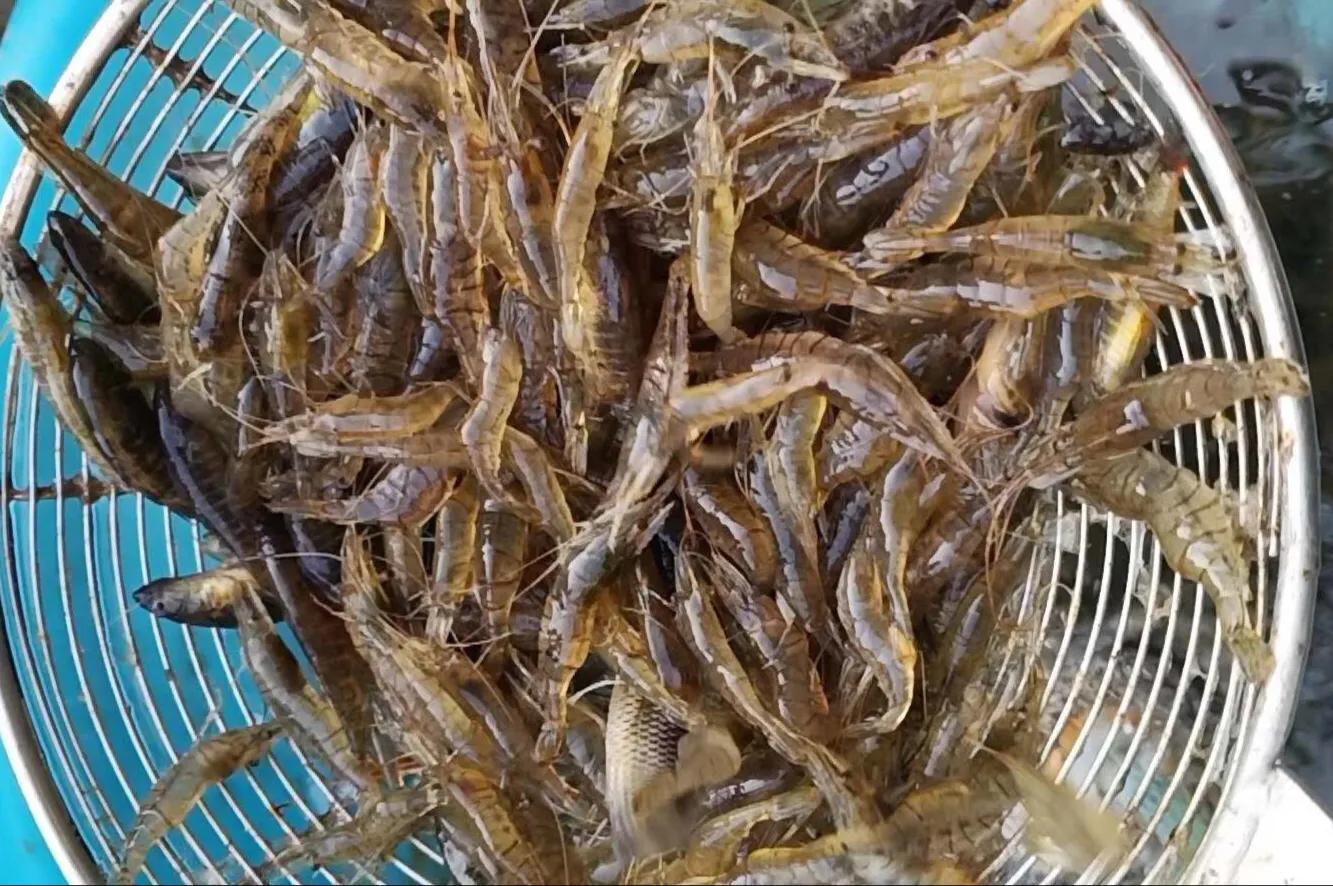 用酥炸粉炸小河虾怎么做酥脆好吃,炸小河虾特酥脆的做法步骤图