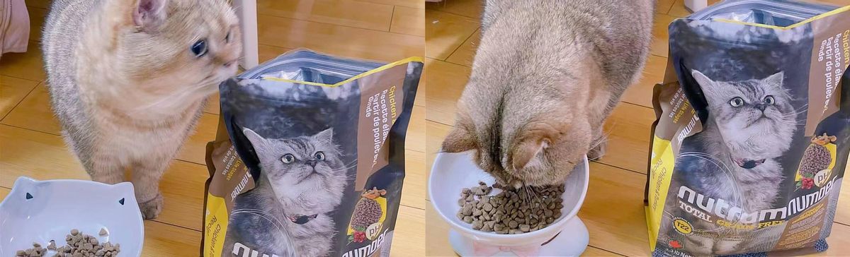新晋猫铲屎官,纽顿t24猫粮和渴望猫粮比较
