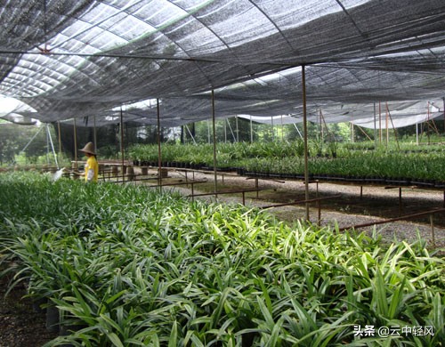 农村创业现在适合干什么,适合一个人在家创业的小本生意