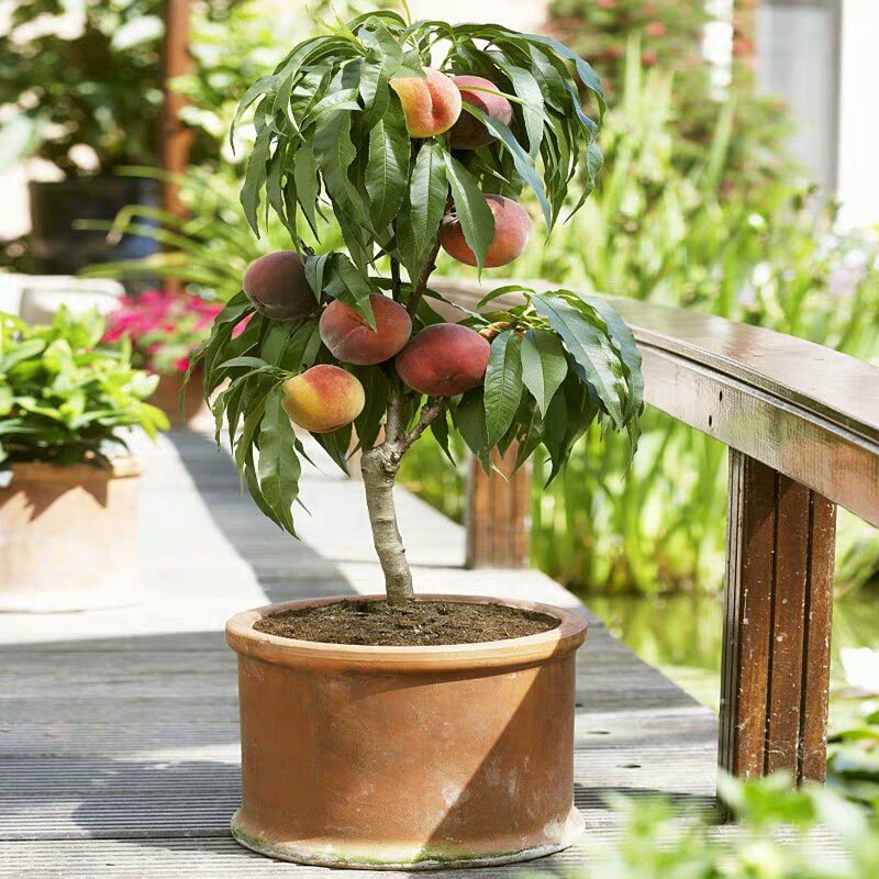 适合院里养十大最吉利树,家中宜种什么吉祥树