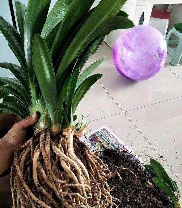 君子兰开花期叶子薄黄怎么养护,君子兰不开花应该怎么养才能开花