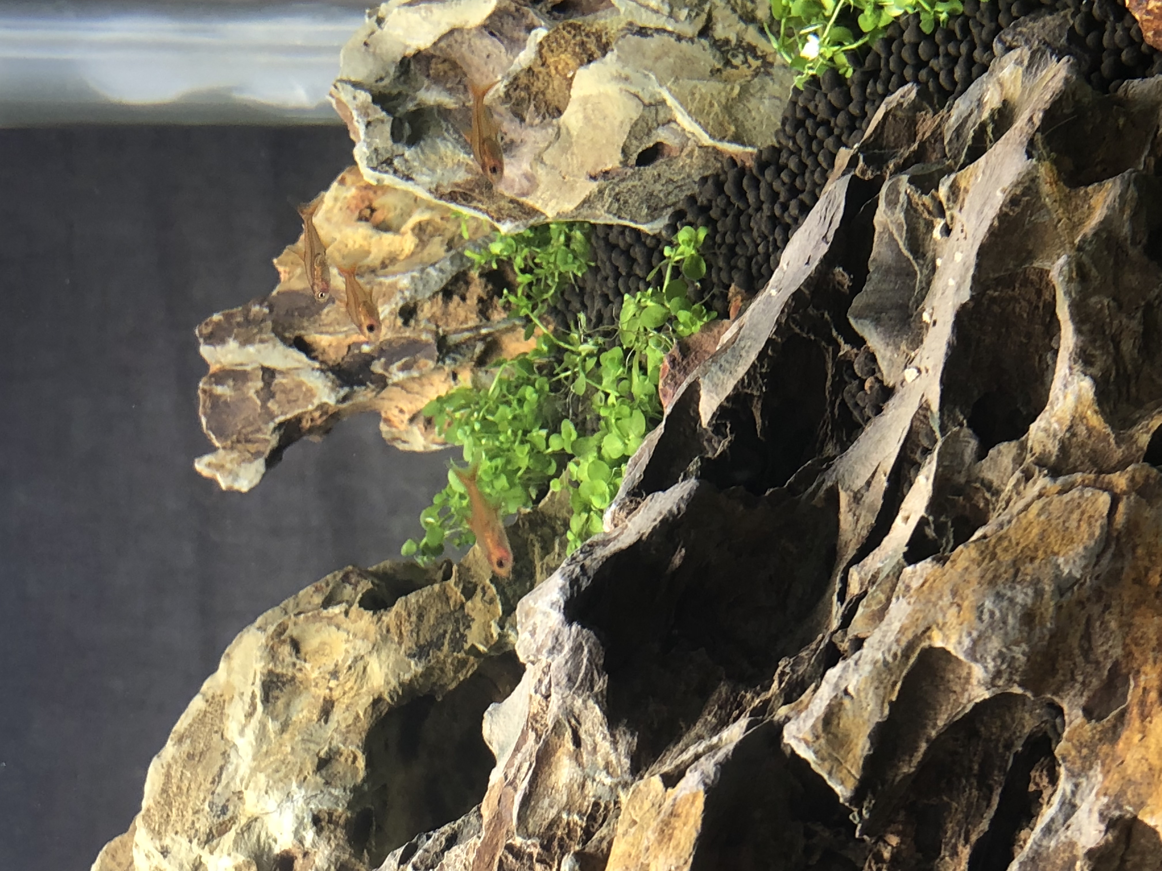 80缸草金鱼适合跟什么鱼一起养,40厘米方缸草缸能养多少只鱼