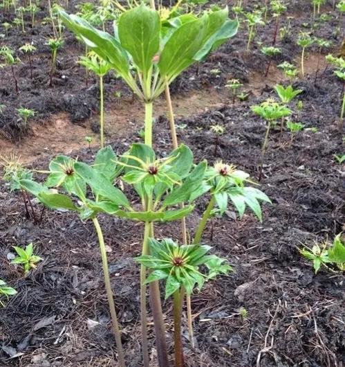 重楼中药材种植业前景分析,种重楼药材的前景如何