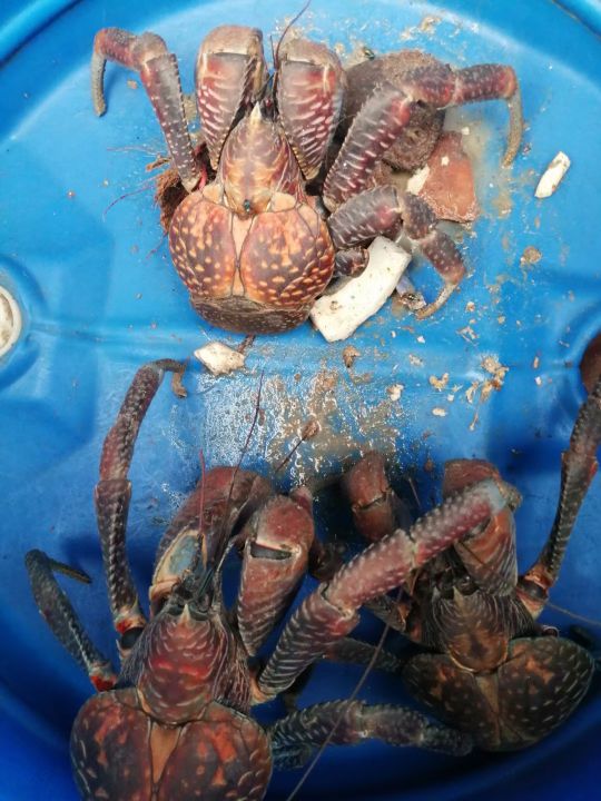 青山集团印尼纬达贝工业园区,青山集团印尼工业园区