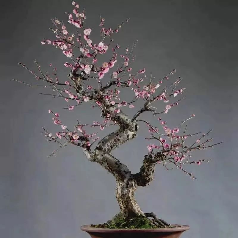 这六种花寓意吉祥好养易活,公认最吉利的4种花