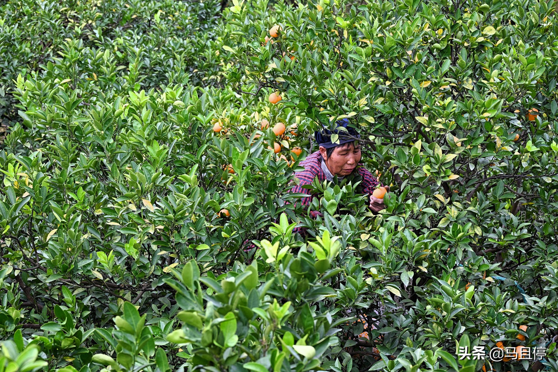 台州黄岩还有崛起的时候吗,黄岩有多强
