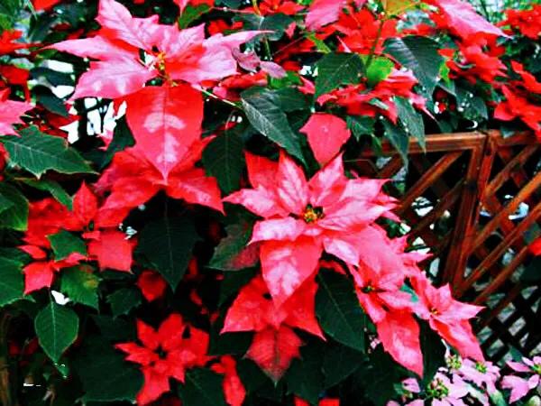 花大色艳的花卉,中国红花花卉大全