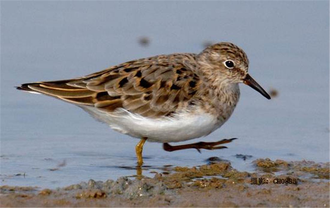鸟中好爸爸!雌鸟只负责下蛋,孵卵与育幼的任务全留给雄鸟