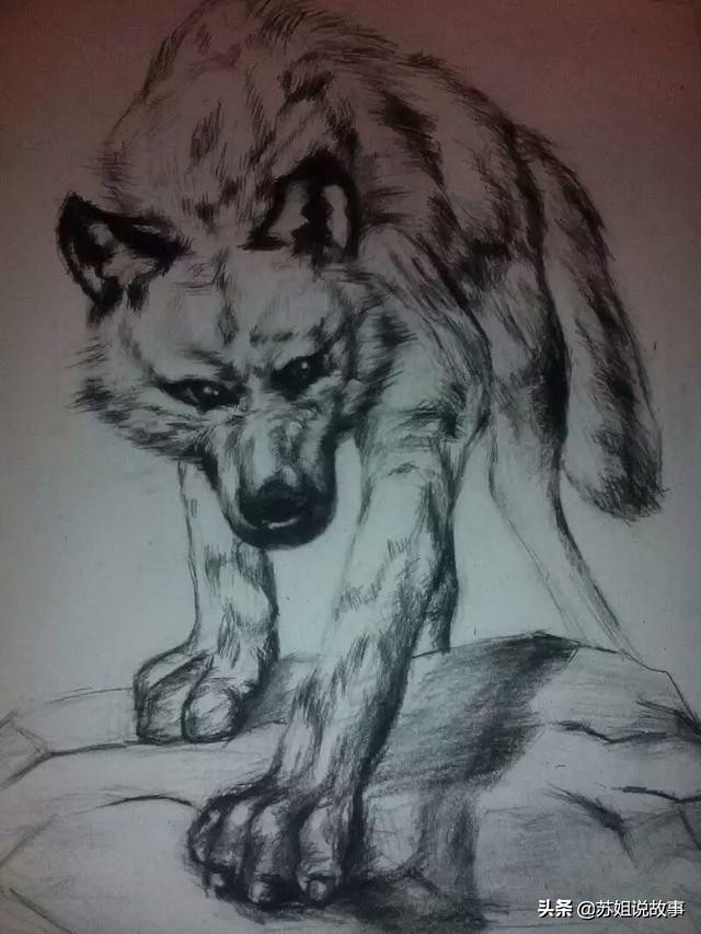 公牛斗狼群的故事,公牛大战狼群视频